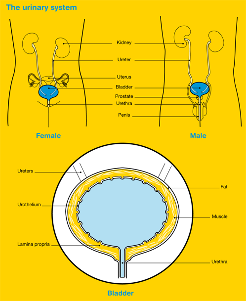 bladder diagram 2