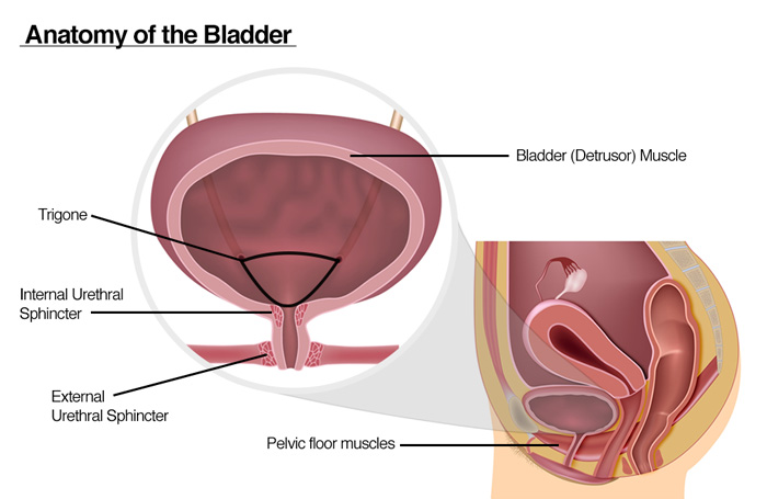 bladder diagram women