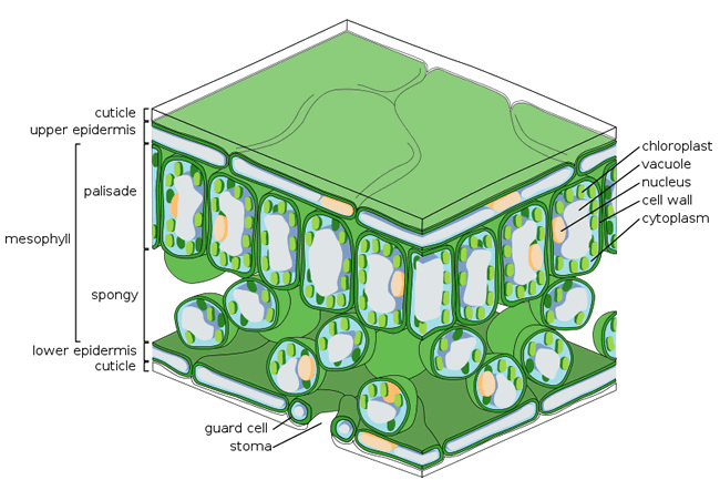 diagram of a leaf and photosynthesis