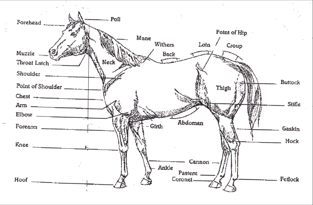 horse diagram without labels