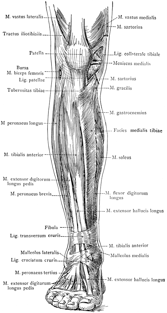 leg muscle diagram anatomy