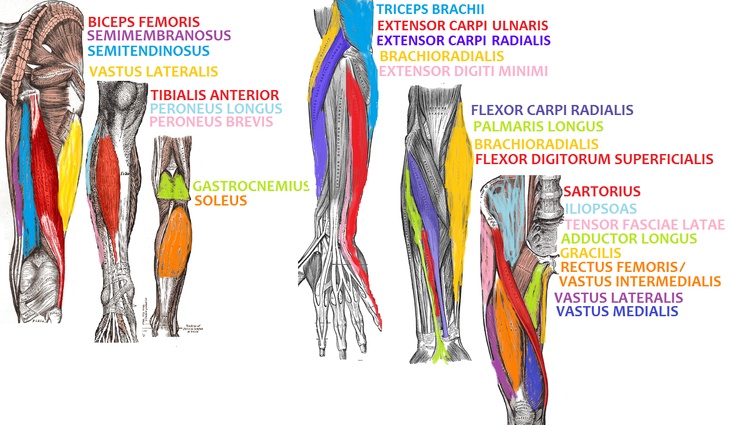 leg muscle diagram quiz