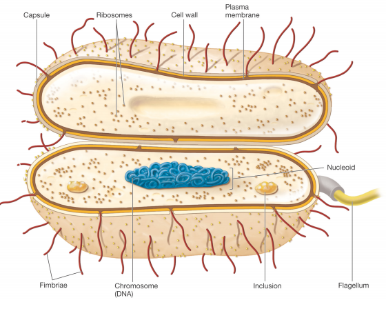 bacterial cell diagram no label