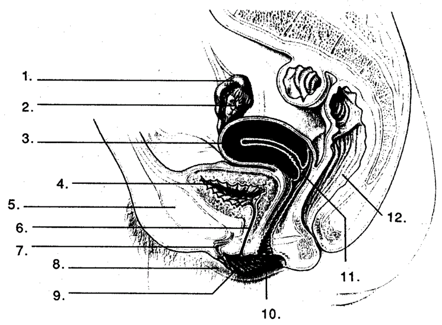 Female Genitalia Diagram Blank