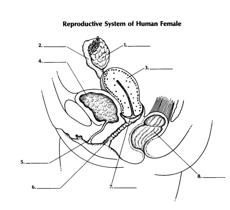 Female Genitalia Diagram Reproductive
