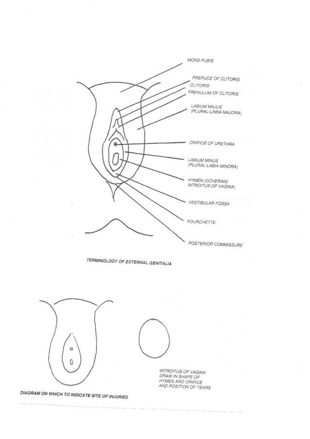 Female Genitalia Diagram Simple