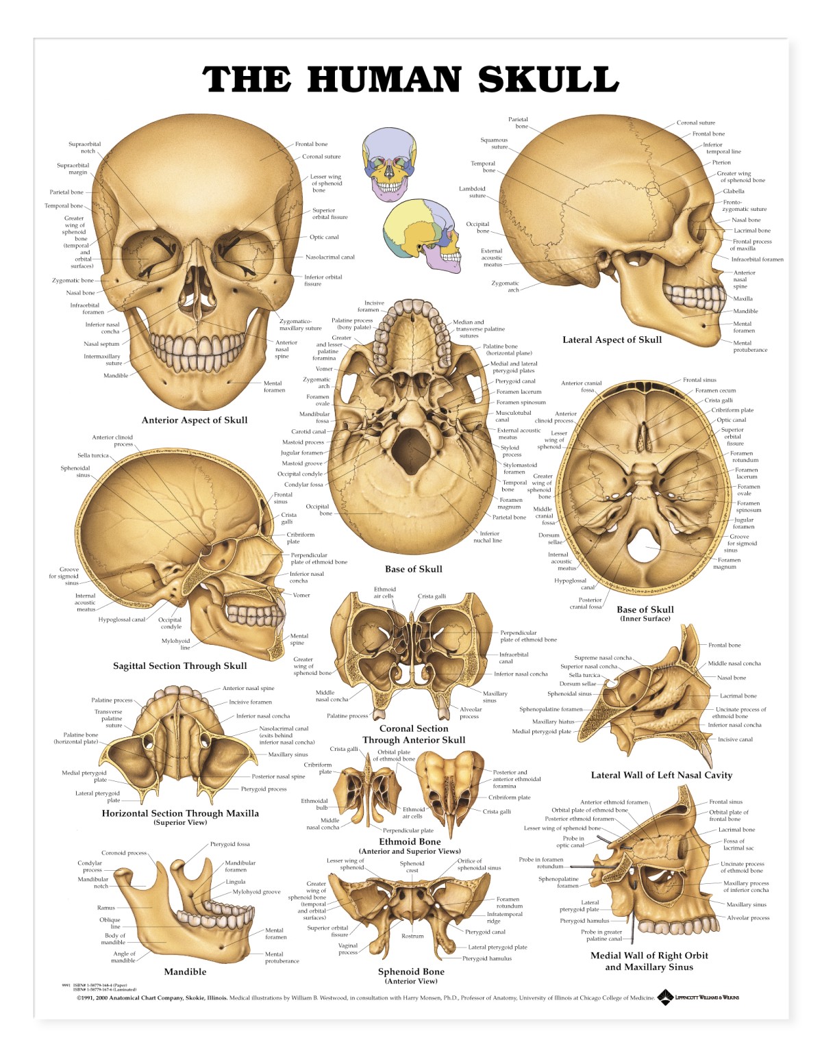 Human Skull Anatomy