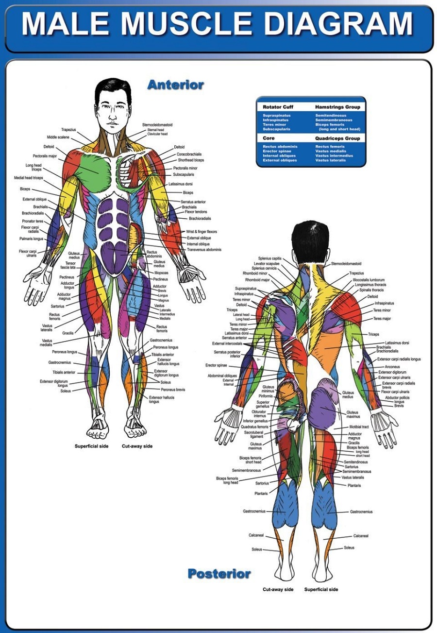Human Muscles Diagram / Labeled Muscle Diagram Chart Free Download